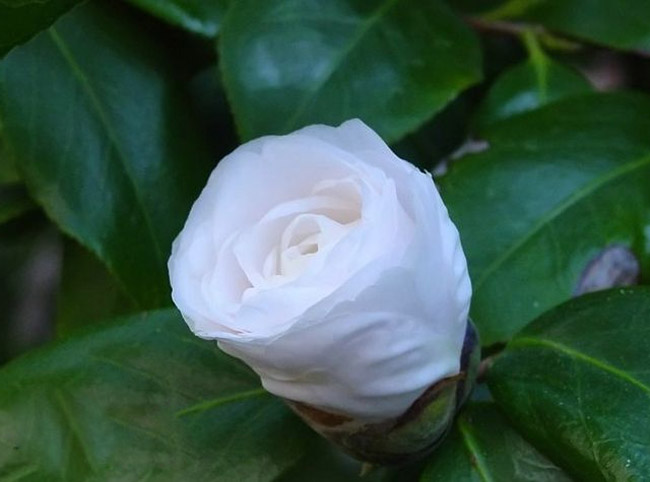 插花藝術(shù),插花培訓(xùn)