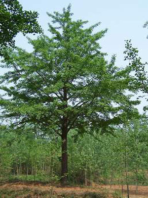 山東銀杏樹價(jià)格，2011年銀杏樹報(bào)價(jià)，銀杏樹實(shí)生苗