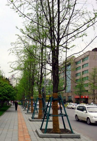 50公分銀杏樹價格，{zx1}銀杏樹價格，山東銀杏樹價格