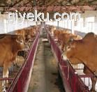 廣源牧業大量肉牛 肉羊 種羊出售
