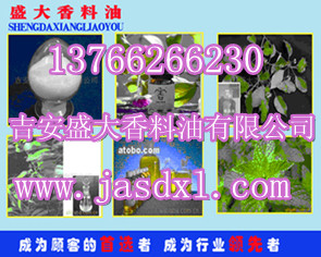 供應(yīng)樟腦草油、小荊芥油、涼薄荷油——盡在吉安盛大香料
