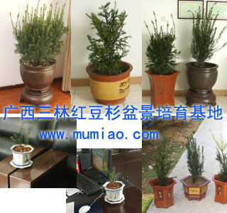 汕尾紅豆杉盆景，河源紅豆杉盆景，廣東陽江紅豆杉盆景