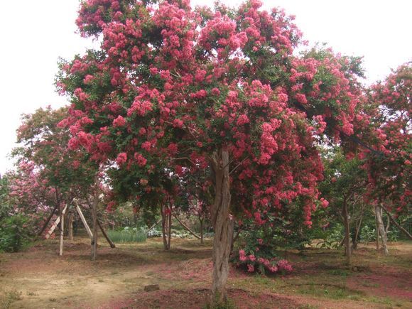 泰安紅葉碧桃供應(yīng)，泰安紅葉桃的生長習(xí)性。泰安紅葉桃的地理分布