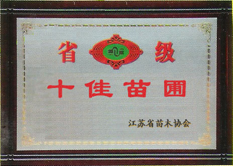 實(shí)生銀杏樹(shù)，邳州實(shí)生銀杏樹(shù)，供應(yīng)實(shí)生銀杏樹(shù)