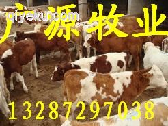 中國(guó){zd0}肉牛交易市場(chǎng) 廣源肉牛養(yǎng)殖廠