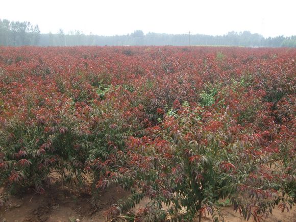 山東紅葉桃小苗銷售中，泰安紅葉桃供應(yīng)，騰達紅葉桃苗價格