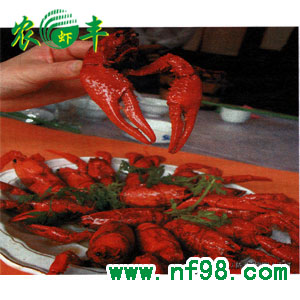 小龍蝦養(yǎng)殖 ，農(nóng)豐8號(hào)龍蝦養(yǎng)殖， 淡水龍蝦養(yǎng)殖技術(shù)