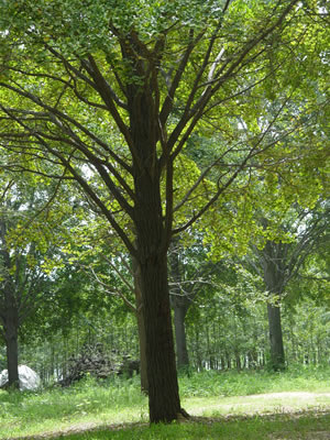 【銀杏實(shí)生樹】23公分銀杏實(shí)生樹價(jià)格，24公分銀杏實(shí)生樹價(jià)格