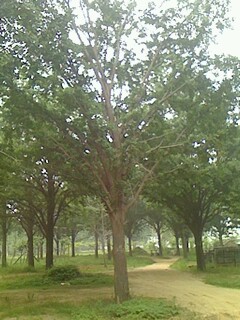 陌生緣銀杏樹苗圃場(chǎng)  白果樹行情 