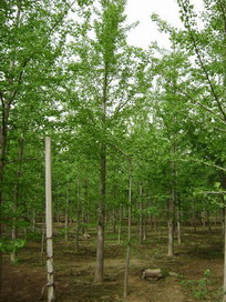 中國銀杏之鄉(xiāng)，銀杏產地，銀杏基地，銀杏樹基地