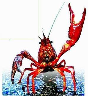 水產養(yǎng)殖供應泥鰍、黃鱔、龍蝦、水蛭種苗