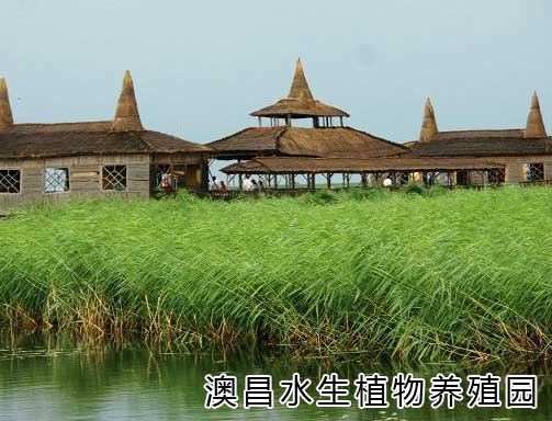 求購蘆葦|澳昌水生植物|公園蘆葦|蘆葦種植技術(shù)|蘆葦價格