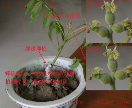 龍泉枇杷苗—嫁接枇杷苗—高產優質枇杷苗