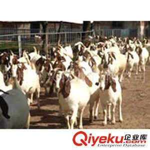 供應2010年上半年養羊行情2010養羊利潤分析(圖)