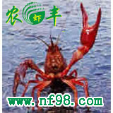 水產(chǎn)養(yǎng)殖前景，高密度水產(chǎn)養(yǎng)殖，高產(chǎn)水產(chǎn)養(yǎng)殖