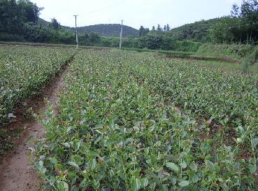 供應軟枝油茶苗|江西油茶苗|長沙油茶苗