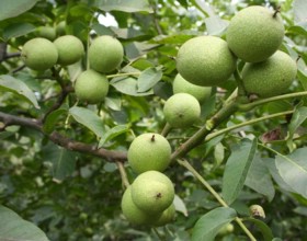 貴州核桃苗—貴州畢節(jié)核桃苗-貴州貴陽(yáng)核桃苗