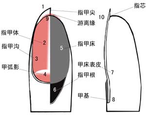 鵬程醫(yī)院灰指甲科 在線咨詢灰指甲  灰指甲專家