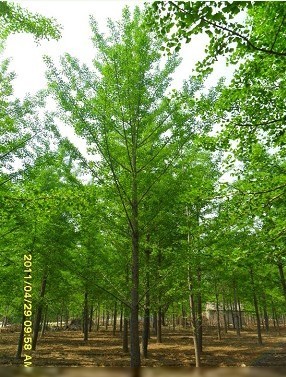 銀杏四川銀杏樹價格，四川廣元銀杏苗，四川白果苗，2011年銀杏苗價格