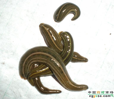武漢養(yǎng)殖水蛭技術(shù)培訓 水蛭種苗 特種養(yǎng)殖水蛭 