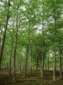 銀杏樹價格——2011年山東新村銀杏樹價格