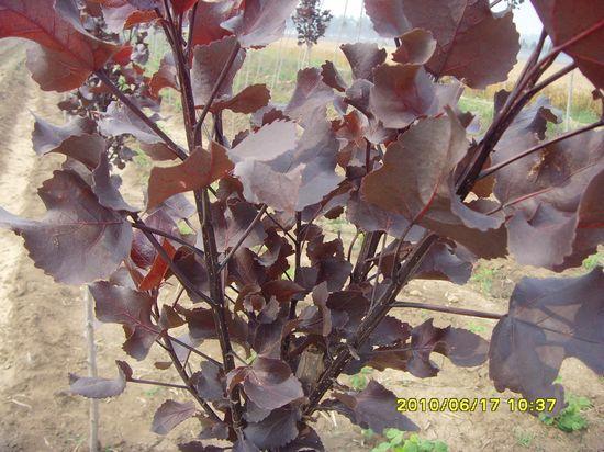 先進的植物{gx}快繁技術(shù)，盡在榮成農(nóng)業(yè)示范園