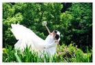 石家莊誠信婚介 重陽婚介公司