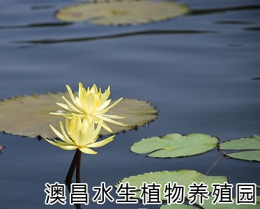 水生睡蓮種植|哪里有睡蓮種植公司？安新澳昌水生植物種植公司