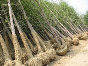 出售山東地區(qū)的銀杏樹,供應(yīng)綠化樹,供應(yīng)綠化苗木,銀杏樹,銀杏苗木2011年價格