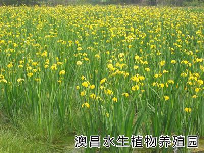 蒲草供應(yīng)信息,蒲草種植技術(shù),白洋淀澳昌水生植物園,蒲草周邊