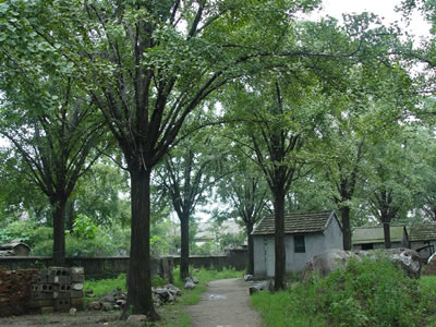 銀杏果，銀杏果價(jià)格，銀杏果產(chǎn)地