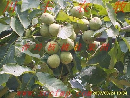 核桃苗-優(yōu)質(zhì)核桃苗基地-早實(shí)核桃苗川豐公司供應(yīng)