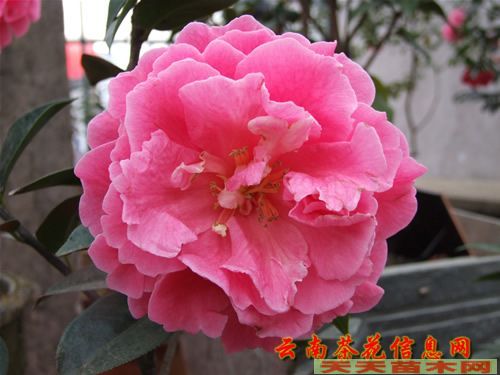 綠化苗木,中國苗木網(wǎng),求購苗木
