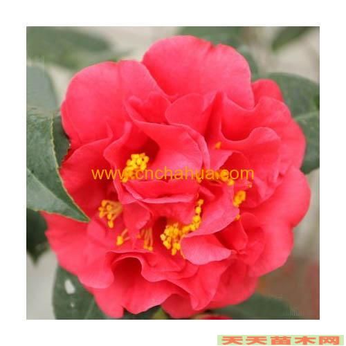 中華園林網(wǎng),苗木求購信息,苗木價格