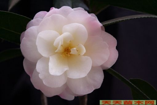紅豆杉種苗價格,南方紅豆杉價格,茶花小苗