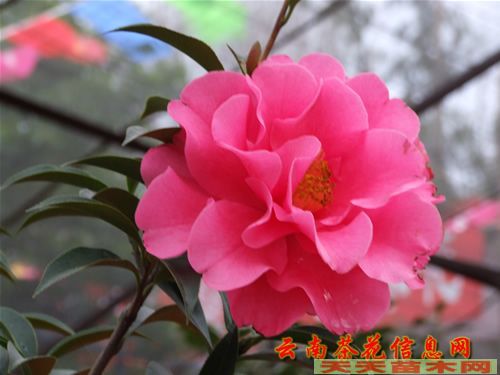 西安紅豆杉盆景價格,盆栽紅豆杉價格