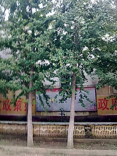 {zx1}江蘇銀杏樹價(jià)格 江蘇銀杏 江蘇銀杏價(jià)格