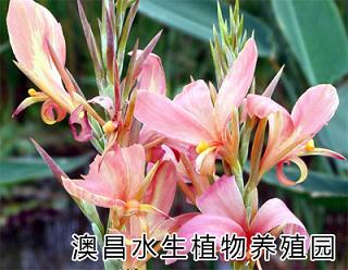 保定水生花卉批發|優質保定水生花卉|批發保定水生花卉