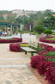 草本植物,青島太行園林建設(shè)有限公司