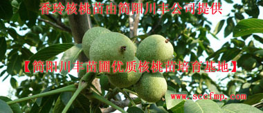 求購(gòu)核桃苗