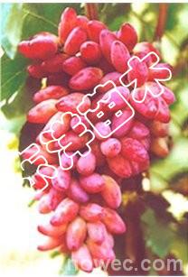 【夏黑葡萄苗木|紅提葡萄苗】葡萄苗木繁育基地