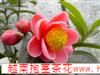  四季海棠的栽培,四季海棠的養(yǎng)護(hù)