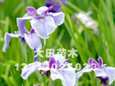 河北供應紫花鳶尾|2011紫花鳶尾育苗法|價格大田苗圃場