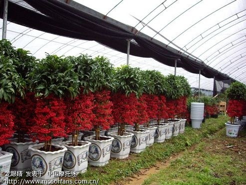 花卉植物園,中國花卉報