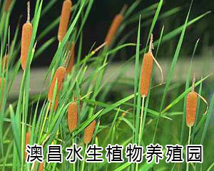 供應/荷花種植/白洋淀水生植物/安新荷花種植
