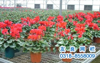 供應(yīng)花卉苗床網(wǎng) 花架網(wǎng) 友良護(hù)欄