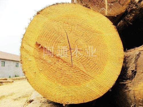加工優(yōu)質(zhì)輻射松方木.鐵杉花旗方木.