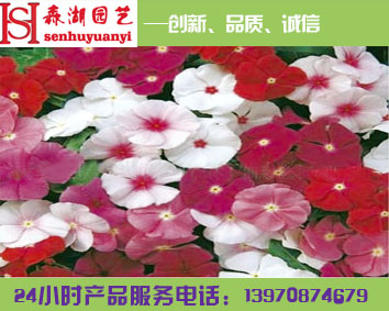 江西花卉市場，南昌花卉市場，專業草花銷售