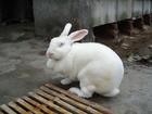 供應{zx1}獺兔種兔，學習養殖獺兔
