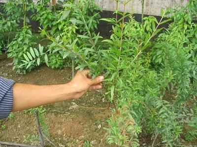 提供植物克隆技術，榮成農業(yè)示范園